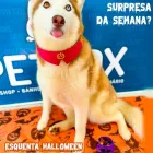 Imagem 3 da empresa PET FOX Pet Shop em Campo Grande MS