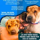 Imagem 4 da empresa PET FOX Pet Shop em Campo Grande MS