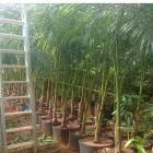 Imagem 3 da empresa MUDAS PONTAL VERDE Vasos para Plantas em Narandiba SP