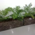 Imagem 5 da empresa ARAYZ PLANTAS Plantas em Rio De Janeiro RJ