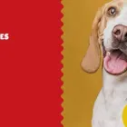 Imagem 3 da empresa CASA DO CATIORO PET SHOP E CONSULTÓRIO Pet Shop em Campo Grande MS