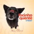 Imagem 2 da empresa SÃO CHICO ANIMAL CENTER Pet Shop em Curitiba PR