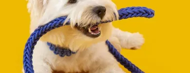 Imagem 6 da empresa ESALFLORES PET SHOP Pet Shop em Curitiba PR