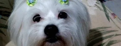 Imagem 3 da empresa PET SHOP MR DOG Pet Shop em Campo Grande MS