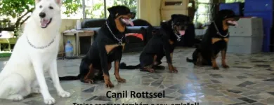 Imagem 1 da empresa CANIL ROTTSSEL Hotéis Para Animais em Indaial SC
