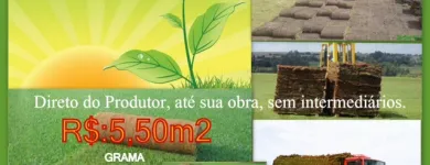 Imagem 3 da empresa GRAMA Plantas em Belém PA