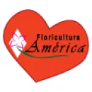 AMÉRICA FLORES Floriculturas em Cuiabá MT