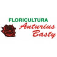 FLORICULTURA ANTURIUS BASTY Floriculturas em Arapiraca AL